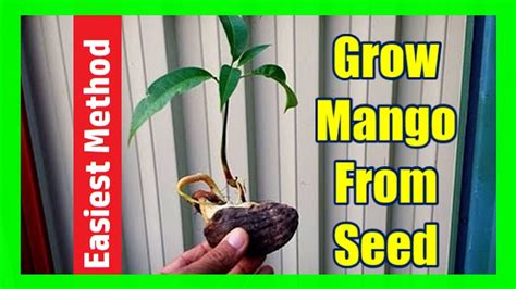 Grow Mango From Seed How To Plant And Grow Mango Tree