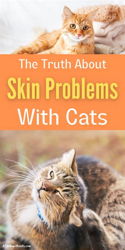 7 Common Skin Problems With Cats And What Causes Them In 2021 Cat