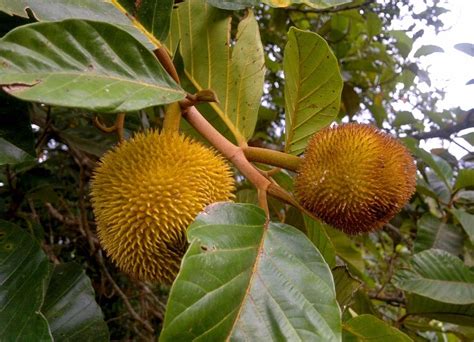 We did not find results for: Anjili Chakka - The Wild Jack Fruit of Kerala How many of ...