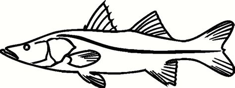 Snook Fish Coloring Page Sketch Coloring Page Fish Coloring Page