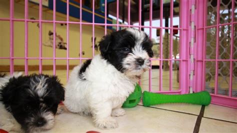 Terrific Morkie Puppies For Sale Georgia Local Breeders
