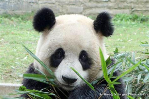 Pandas International Reviews And Ratings Littleton Co Donate