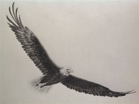 Eagle Pencil Sketch Natural Forms Pencil Sketch Sketching