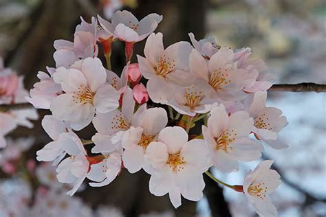 Cherry Blossom Natural Perfume Freshly Cosmetics