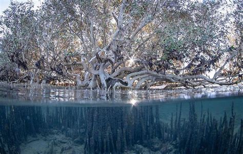 ancient mangroves exmouth gulf western australia scrolller