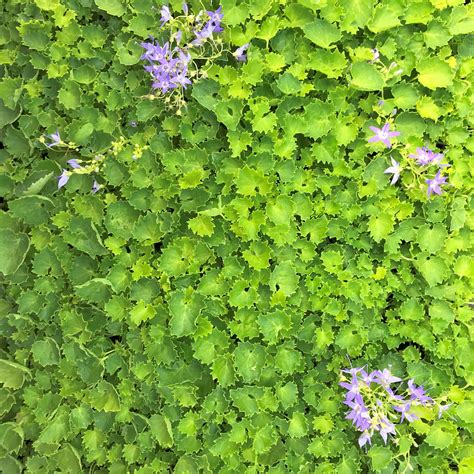 We did not find results for: Campanula 'Dickson's Gold' - Bellflower (3.5" Pot) | Little Prince To Go