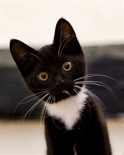 Black And White Kitten Animais Bonitos Gatos Bonitos