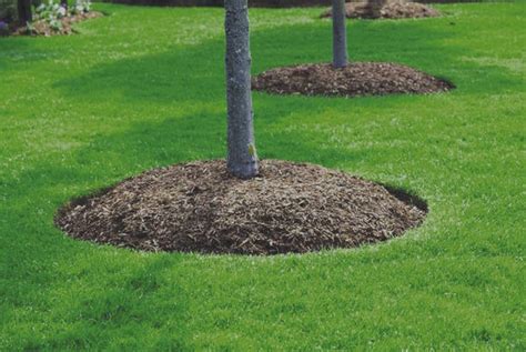 The Importance Of Mulching How To Properly Mulch Around A Tree Good