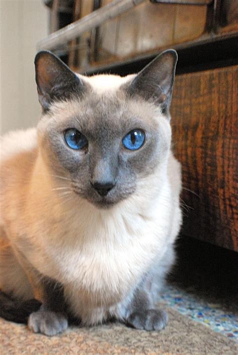 Adopt a rescue cat through petcurious. Siamese Cat Rescue Ny