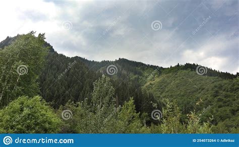 The Slope Of The Mountain Overgrown With Pines Visible Above The