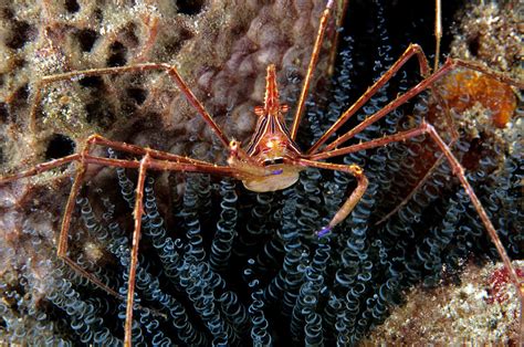 Yellowline Arrow Crab Photograph By Andrew J Martinez Fine Art America