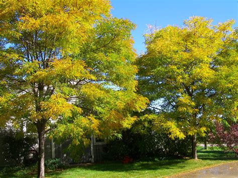 The bisected honey locust moth (s. HONEYLOCUST SHADEMASTER For Sale in Boulder Colorado
