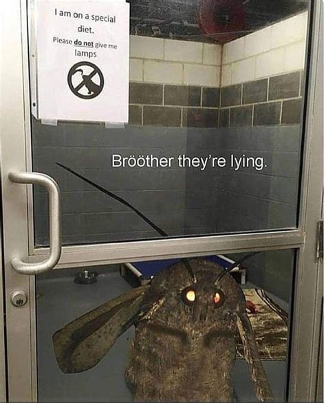 27 Moth Memes That Will Bring You Towards The Light Funny Gallery