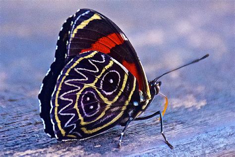 Eighty Eight Butterfly In Iguazu Falls National Park Brazil Photograph