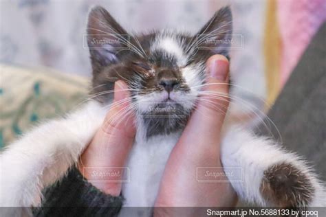 猫の手をなめる猫の写真画像素材 Snapmartスナップマート