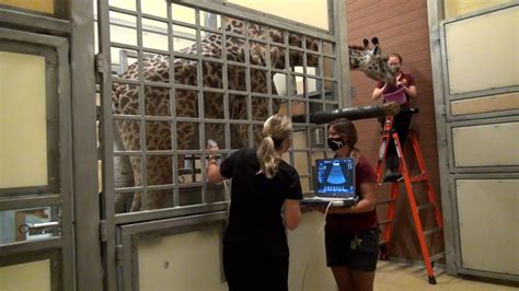 Nashville Zoo Throws Baby Shower For Nasha The Giraffe To Raise Funds