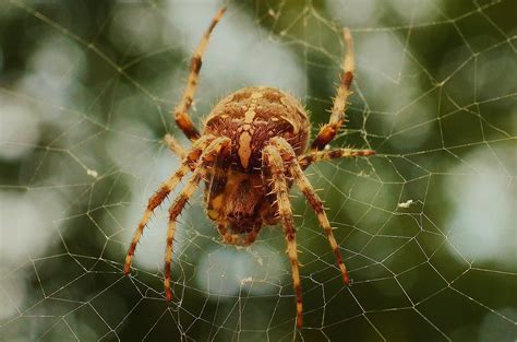 Closeup Photo Of Brown Barn Spider · Free Stock Photo