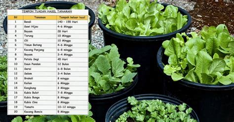 4 norway's telenor group now owns 30. Senarai Sayuran Yang Mudah DiTanam Dan Cepat Untuk Dituai ...