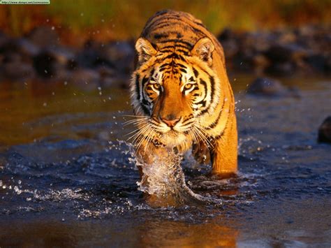Cute Tiger Pics Tigers Photo 4013680 Fanpop