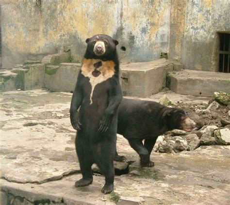 The Sun Bear Helarctos Malayanus Found In Forested Parts Of Southeast