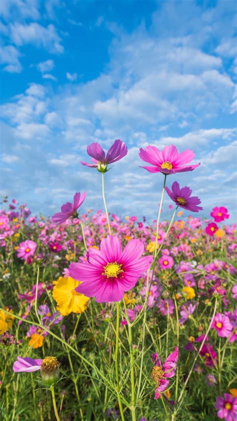 Wallpaper Pink Flowers Cosmos Meadow Summer 5120x2880 Uhd 5k Picture
