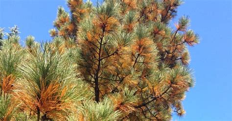Jeffco Master Gardeners Browning Evergreen Needles Normal By Mary Small