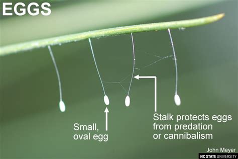 Springfield Plateau Lacewing Eggs