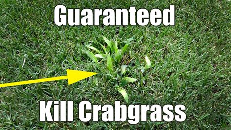 Safely Kill Crabgrass In Bermuda Lawn Youtube