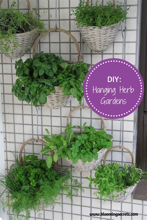 Learn How To Create Your Own Indoor Herb Hanging Baskets With This Diy