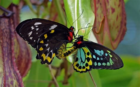 Mating Of Two Beautiful Colorful Butterflies Hd Wallpaper