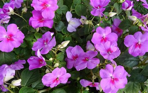 Easy Annual Plants That Bloom All Summer Long Quiet Corner