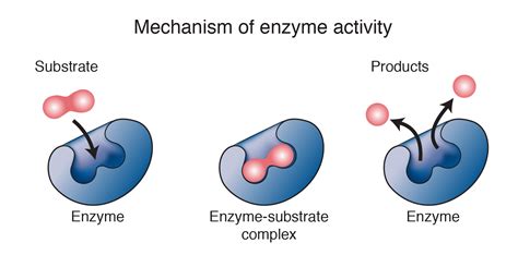 Enzyme Classification Mechanism Mode Of Action
