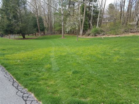 Poa Trivialis In Tall Fescue Success Stories Lawnsite™ Is The