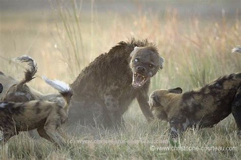 Wild Dogs Vs Hyenas Africa Geographic Photo By Christophe Courteau