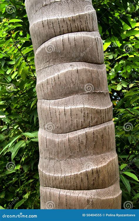 Palm Tree Bark Stock Image Image Of Environment Coconut 50404555