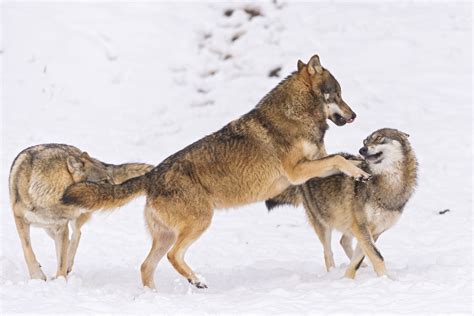 Wolves are common to all parts of the northern hemisphere. Research reveals that culling wolves is actually bad for ...