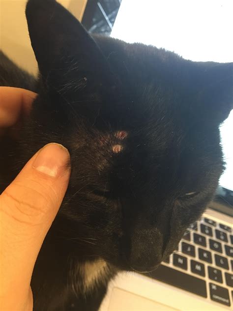Weird Scabs Are Forming On My Cats Head Not Sure Why Catcare