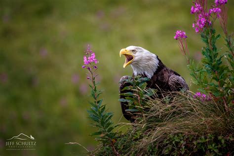Wildlife And Bird Photography Of Alaska Jeff Schultz