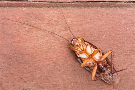 Residential and commercial pest control in long island city. 5 Common Pests You'll Find in Long Island | Pest Control ...