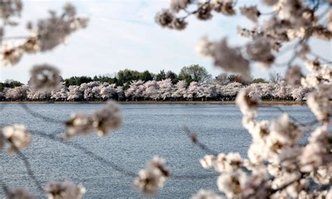 See Dcs Blossoming Cherry Trees Photos Image 21 Abc News