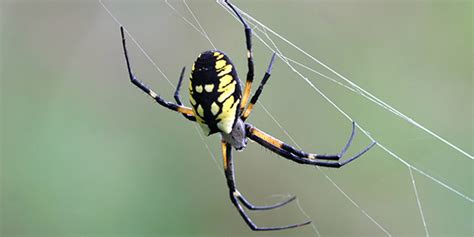 Yellow Garden Spider National Wildlife Federation