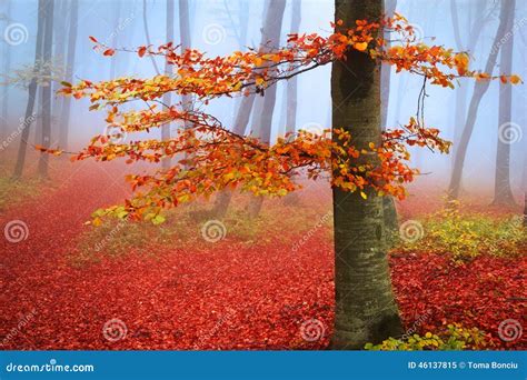 Red Tree In A Foggy Autumn Forest Stock Image Image Of Scenic Woods