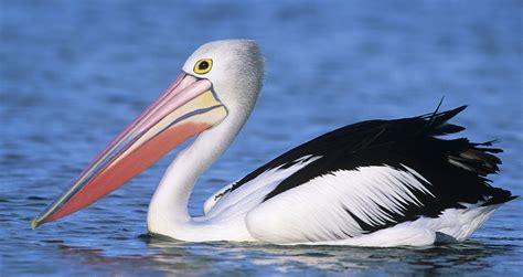 Symbolic Pelican Meaning And Pelican Totem On Whats Your Sign