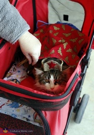 Wonder Woman Cat Costume | Mind Blowing DIY Costumes - Photo 2/9