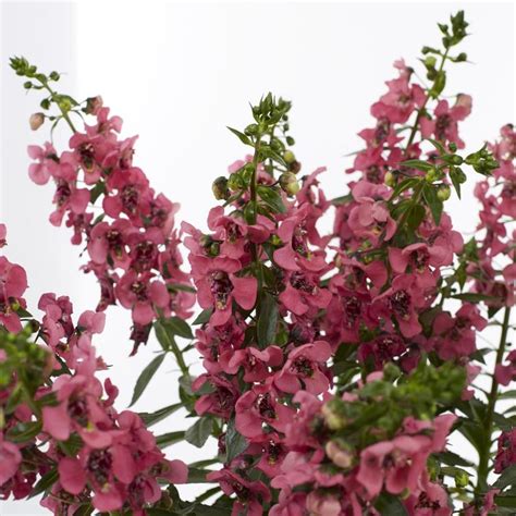 We have decided to sell those to consumers to provide value and so that native landscaping can be affordable. Monrovia 2.5-Quart Red Angelonia in Pot (L10016) at Lowes.com