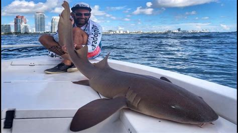 Big Shark In Miami Florida Hd By Yuri Grisendi Youtube