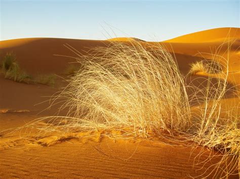 Grass In Sand On A Desert Stock Image Image Of Born 55289413