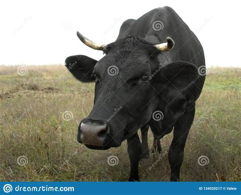 Black Cow On Pasture Stock Image Image Of Dairy Peaceful 134520217