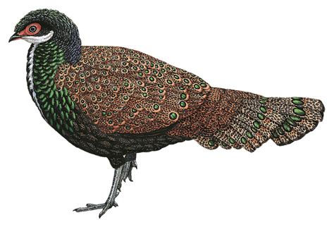 Bornean Peacock Pheasant Polyplectron Schleiermacheri World Bird Names