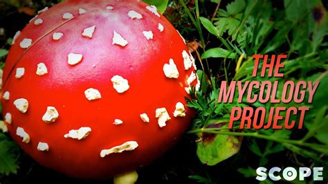 What is Mycology? - YouTube